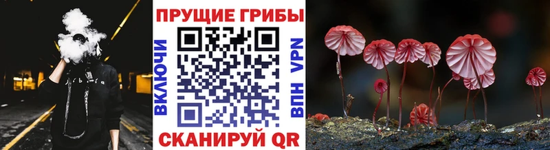 Купить  Тара  Галлюциногенные грибы мицелий 